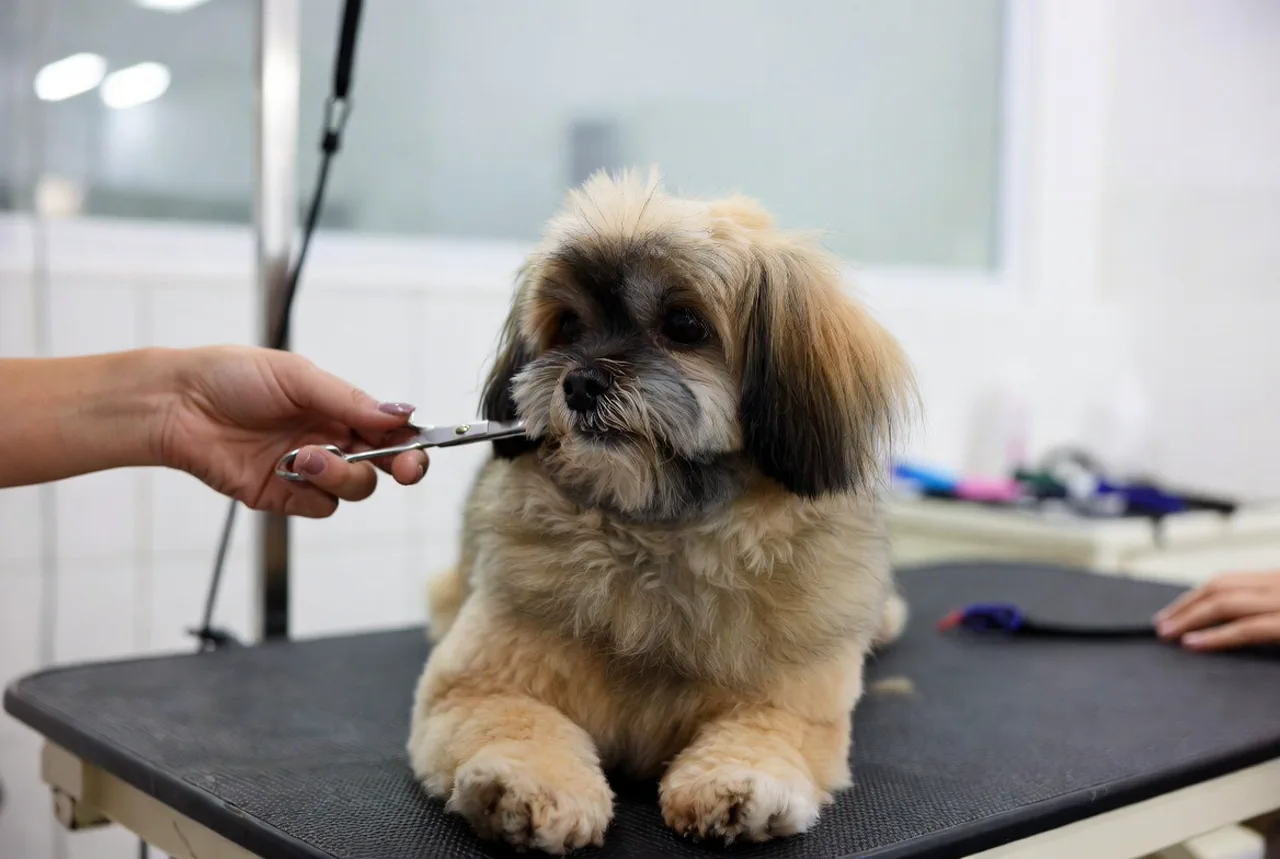 Kleiner Hund wird professionell auf dem Grooming-Tisch geschnitten