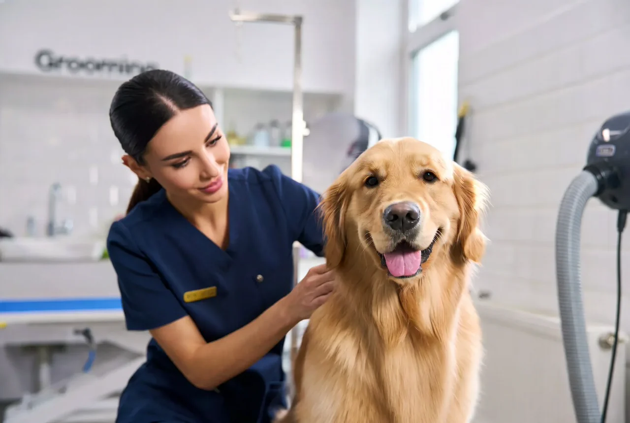 Professionelle Groomerin pflegt einen Golden Retriever in einem modernen Salon